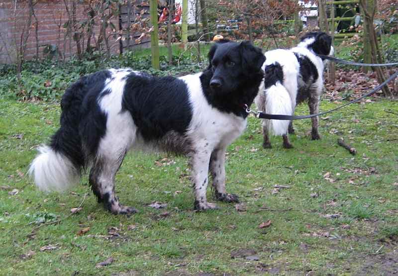 Friese Stabij